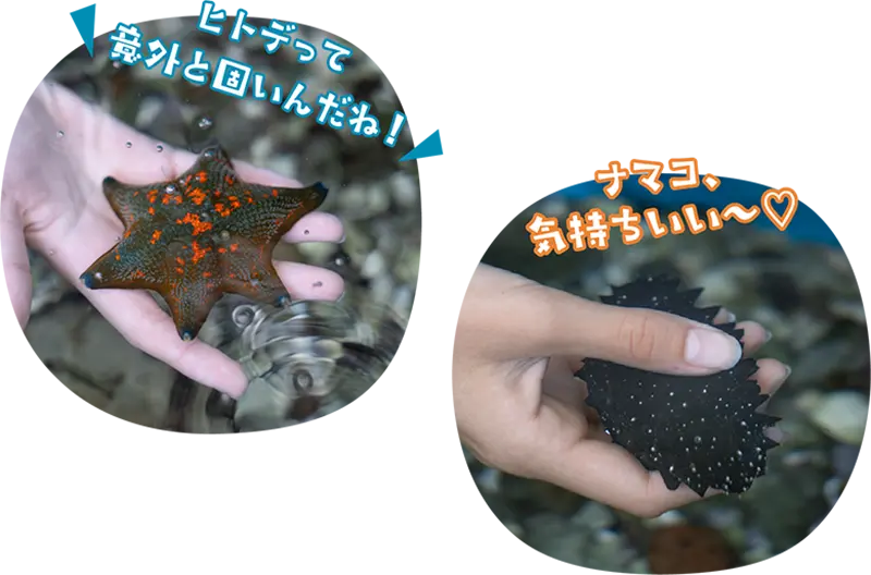 手のひらに乗せたヒトデとナマコ