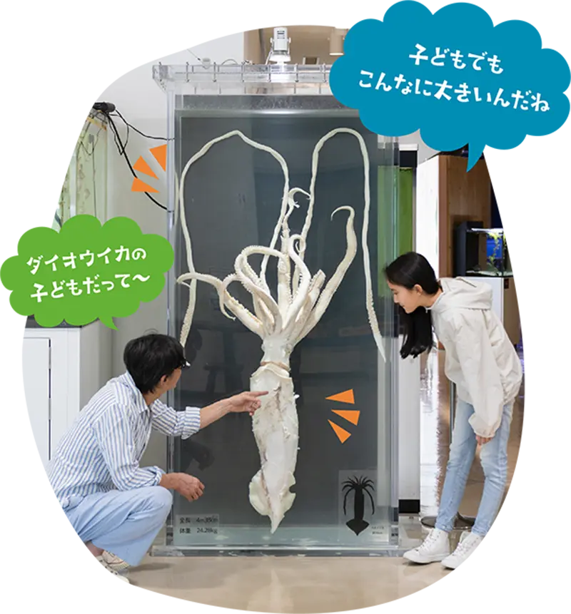 ダイオウイカの剥製