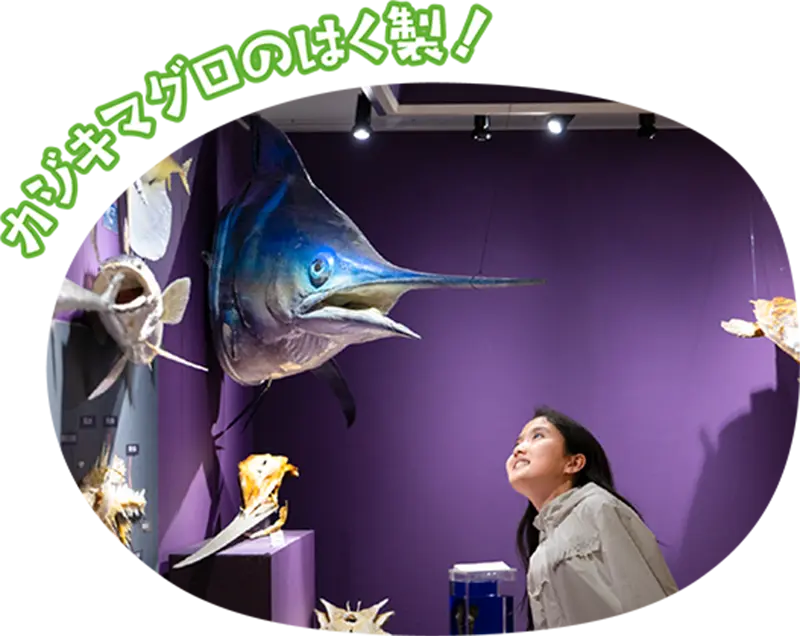 観音崎自然博物館