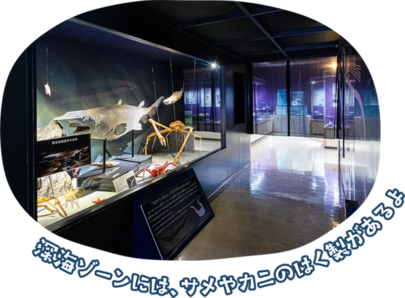 観音崎自然博物館