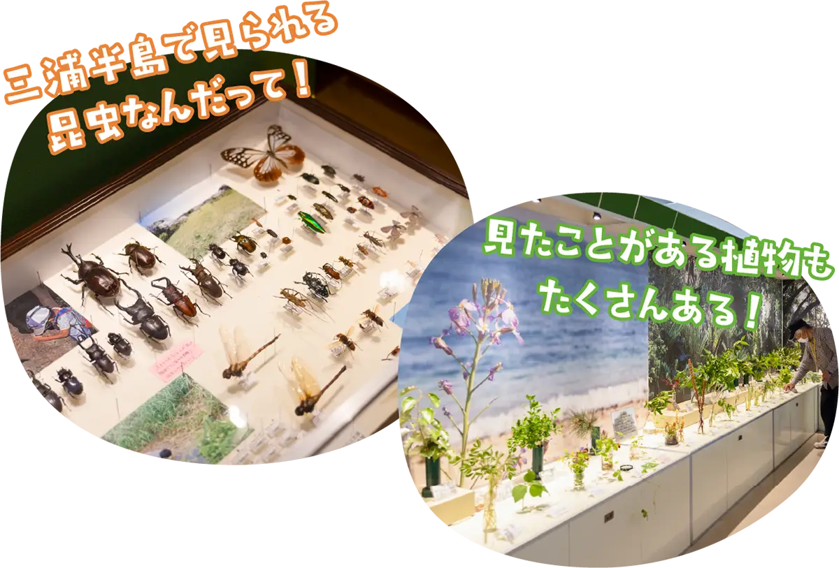 カブトムシ、クワガタ、とんぼ、蝶々の剥製