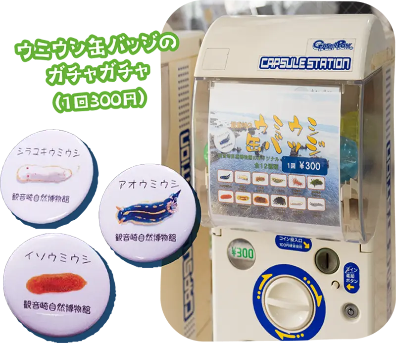 ウミウシ缶バッチのガチャガチャ（1回300円）