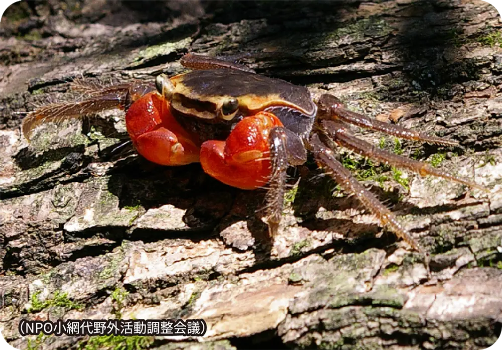 山肌の隙間に潜むアカテガニとそれを見つけた少年