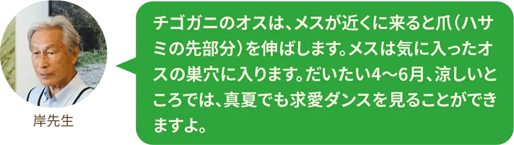 チゴガニのオスは、メスが近くに来ると爪（ハサミの先部分）を伸ばします。メスは気に入ったオスの巣穴に入ります。だいたい4〜6月、涼しいところでは、真夏でも求愛ダンスを見ることができますよ。