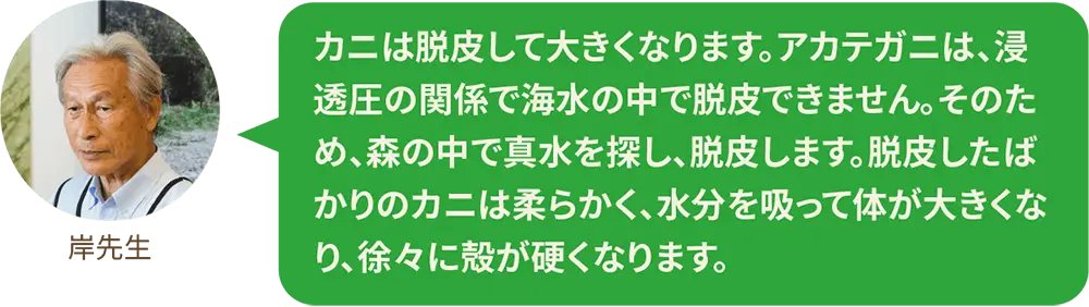 カニは脱皮して大きくなります。アカテガニは、浸透圧の関係で海水の中で脱皮できません。そのため、森の中で真水を探し、脱皮します。脱皮したばかりのカニは柔らかく、水分を吸って体が大きくなり、徐々に殻が硬くなります。