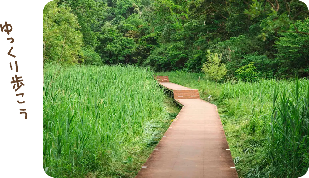 湿原の中の散策路