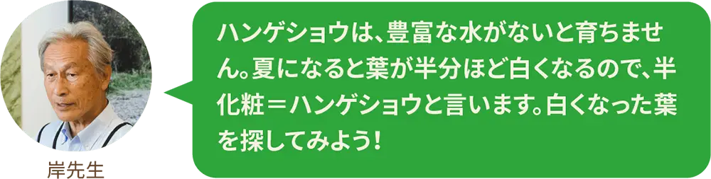 ハンゲショウは、豊富な水がないと育ちません。夏になると葉が半分ほど白くなるので、半化粧＝ハンゲショウと言います。白くなった葉を探してみよう！