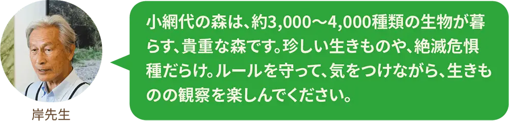 小網代の森は、約3,000〜4,000種類の生物が暮らす、貴重な森です。珍しい生きものや、絶滅危惧種だらけ。ルールを守って、気をつけながら、生きものの観察を楽しんでください。