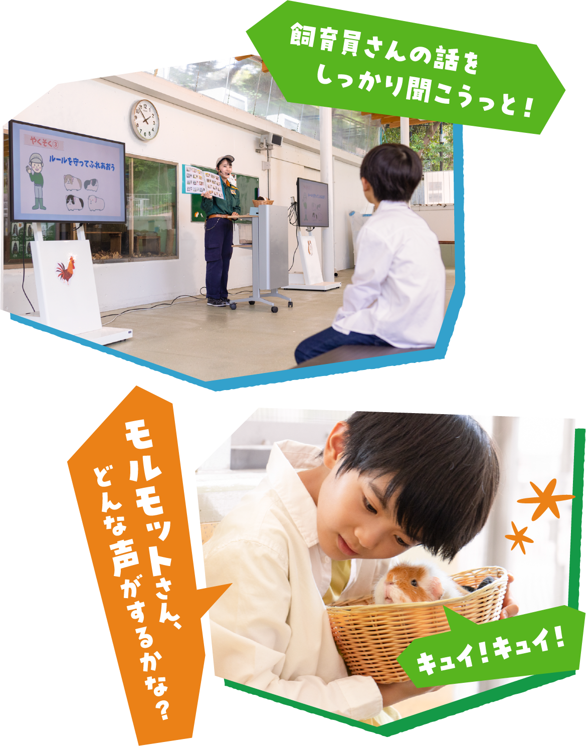 「飼育員さんの話をしっかり聞こうっと！」「モルモットさん、どんな声がするかな？」