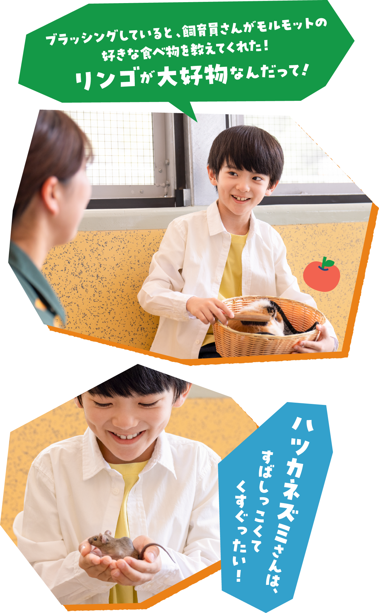 「ブラッシングしていると、飼育員さんがモルモットの好きな食べ物を教えてくれた！ リンゴが大好物なんだって！」「ハツカネズミさんは、すばしっこくてくすぐったい！」