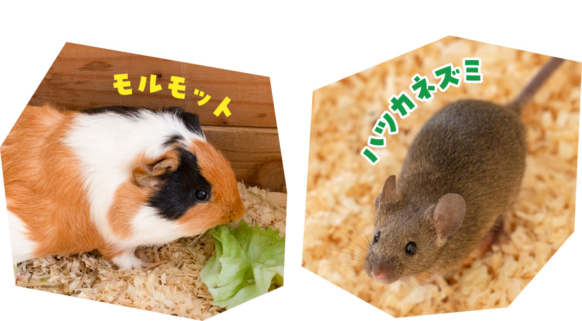 触れるのはモルモットとハツカネズミ。