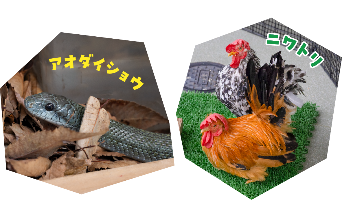 観察できるのは、アオダイショウとニワトリ。