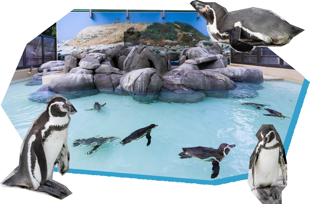 プールで泳ぐペンギンたち