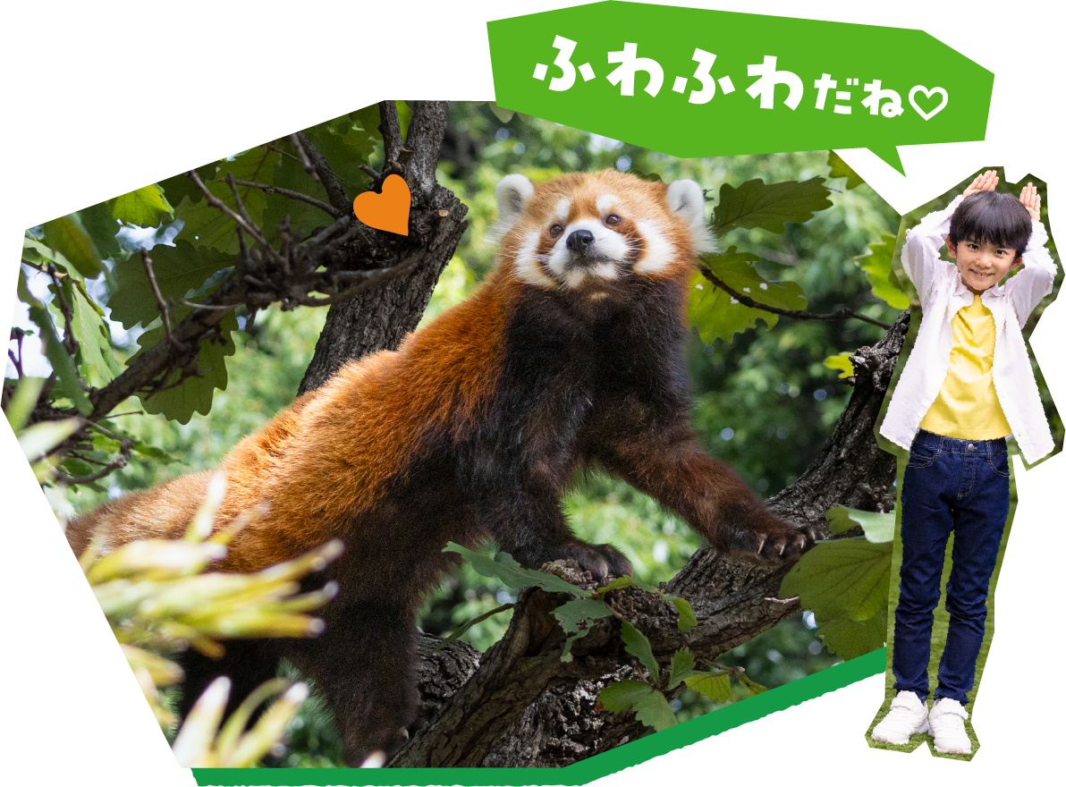 「ふわふわだね♡」とレッサーパンダを観察する男の子