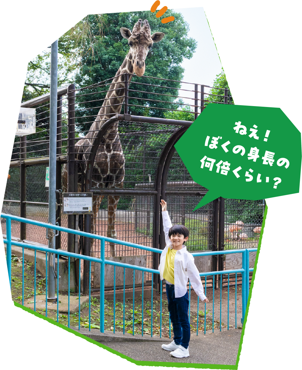 「ねえ！ぼくの身長の何倍くらい？」とキリンの前で背比べ