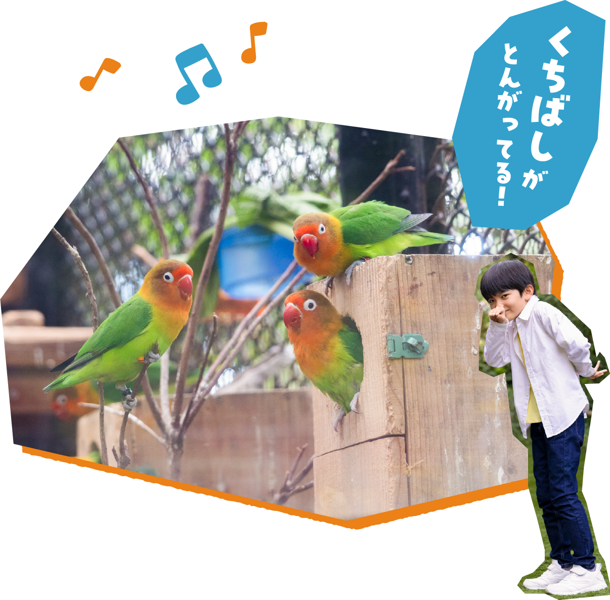 「くちばしがとんがってる！」インコたちを観察する男の子