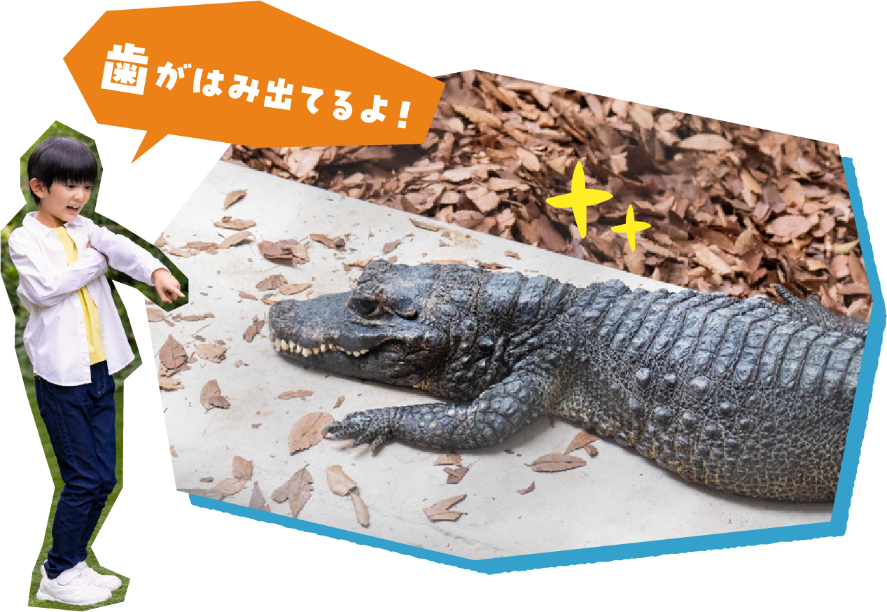「歯がはみ出てるよ！」とワニを観察する男の子