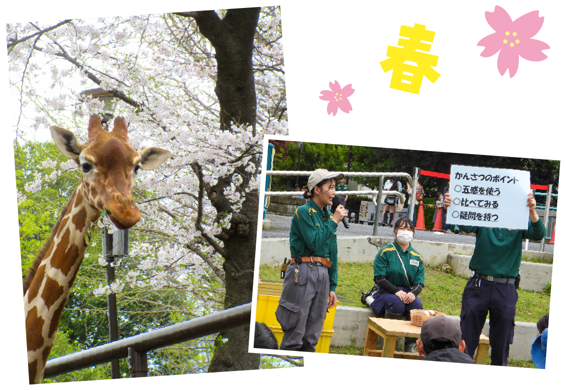 春の動物園。桜の木の下にキリンがいる。