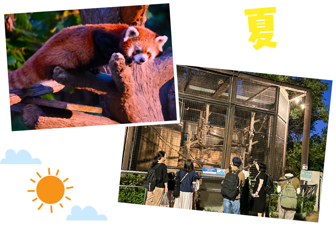 レッサーパンダと夏の園内の様子。半袖を着た来園者たちが観察している。