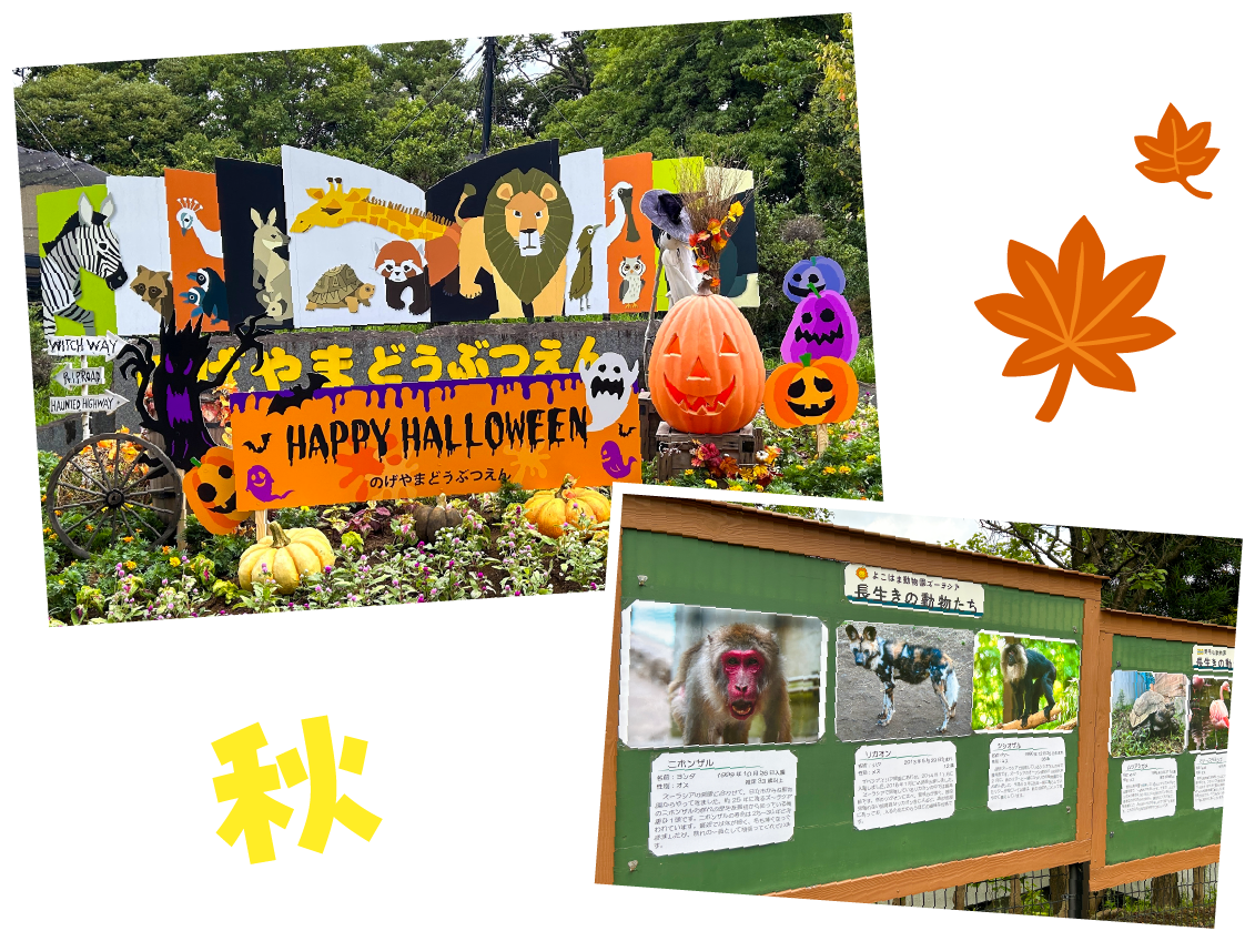 ハロウィーンの飾り付けがされた園内。ハロウィンムード一色に。「動物感謝祭」のポスターが貼られている。